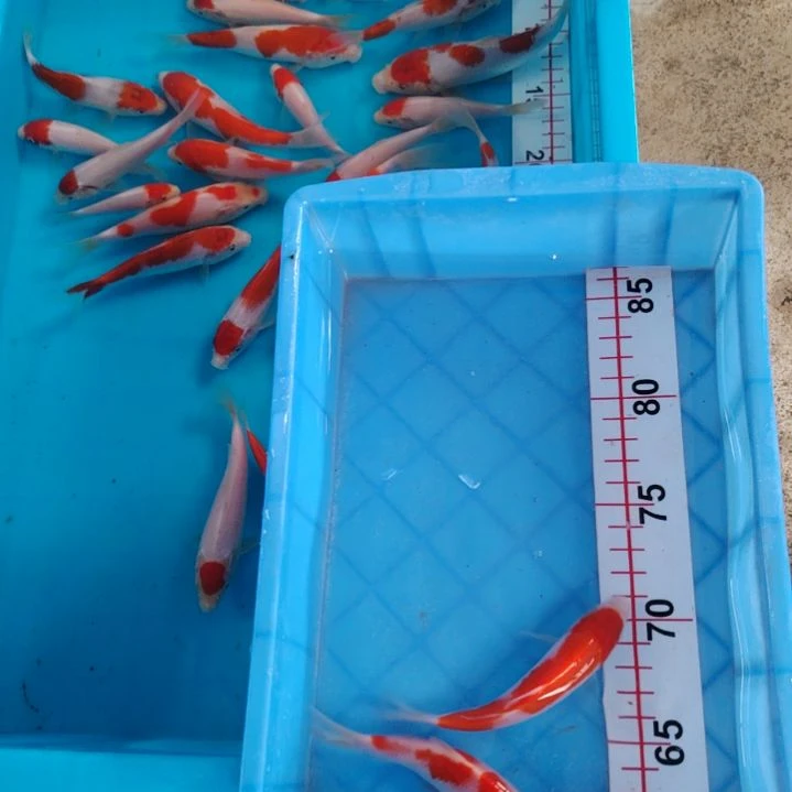 海水顺丰包邮开箱包活1