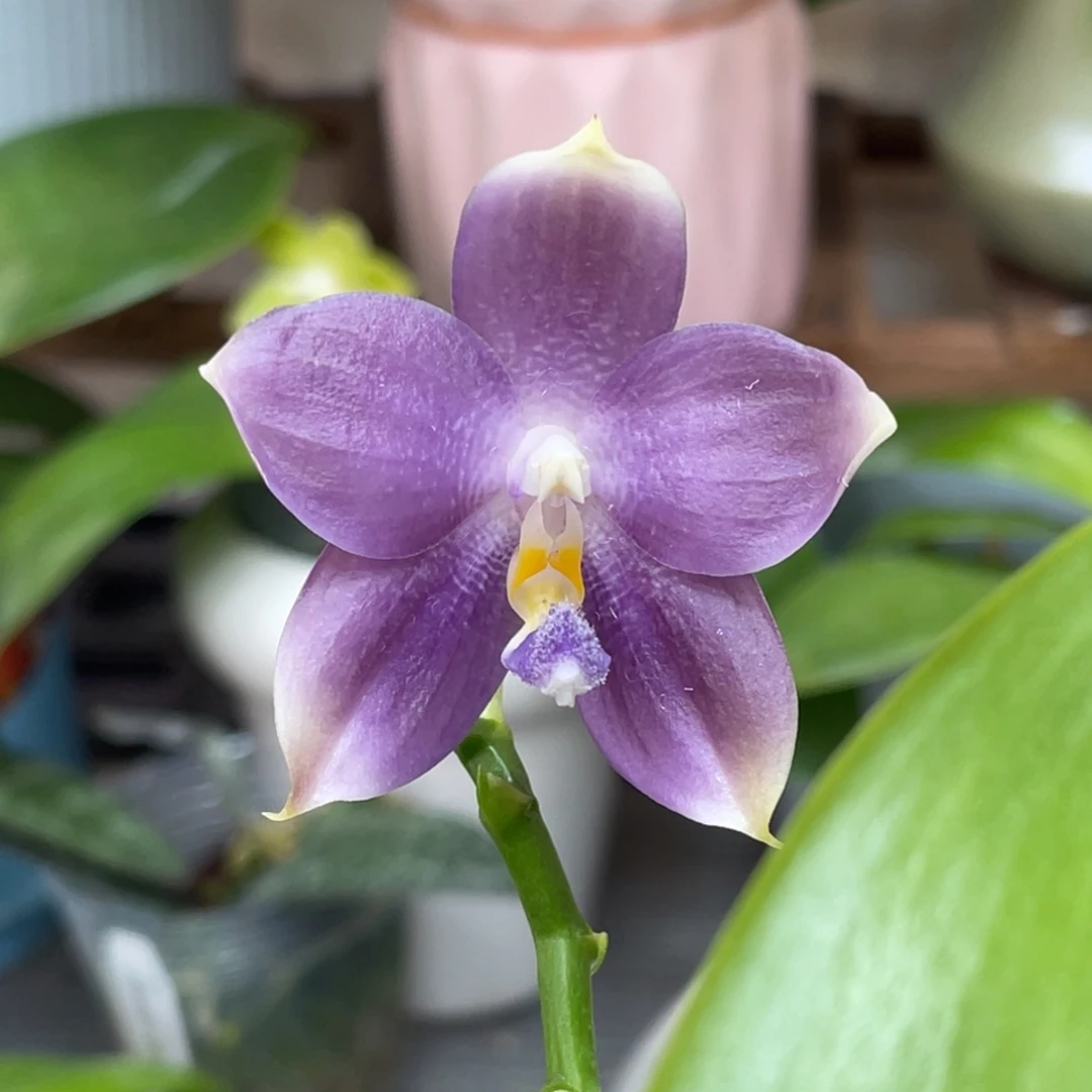 完全开放蓝熊交蓝盾