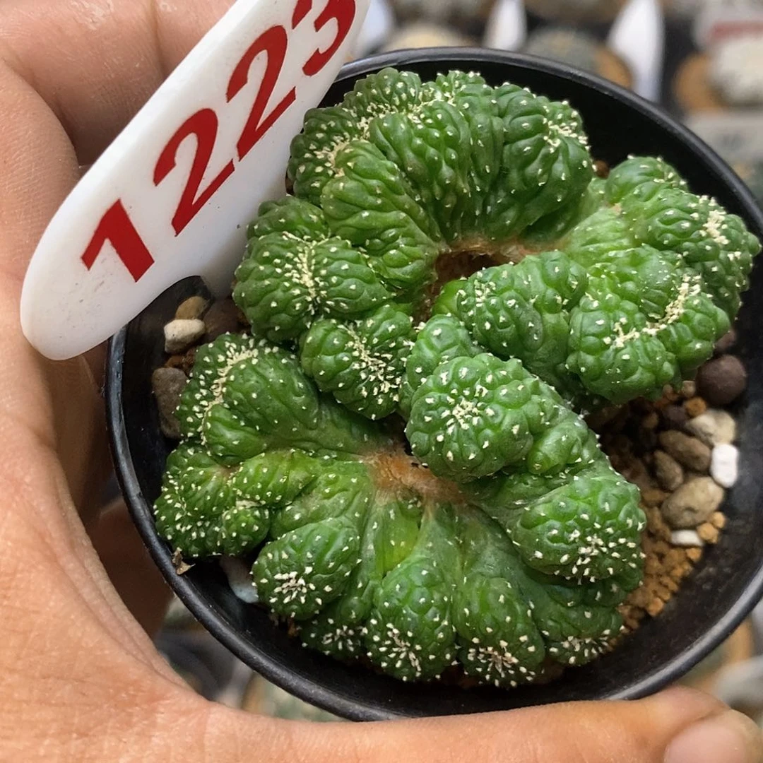 1223兜缀福利特价咯