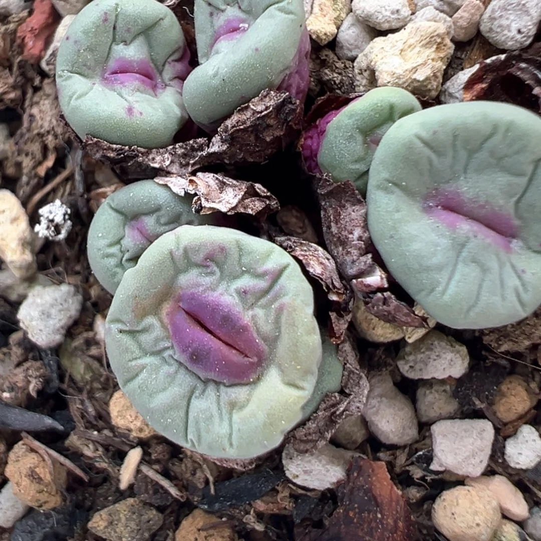 398号开播福利。