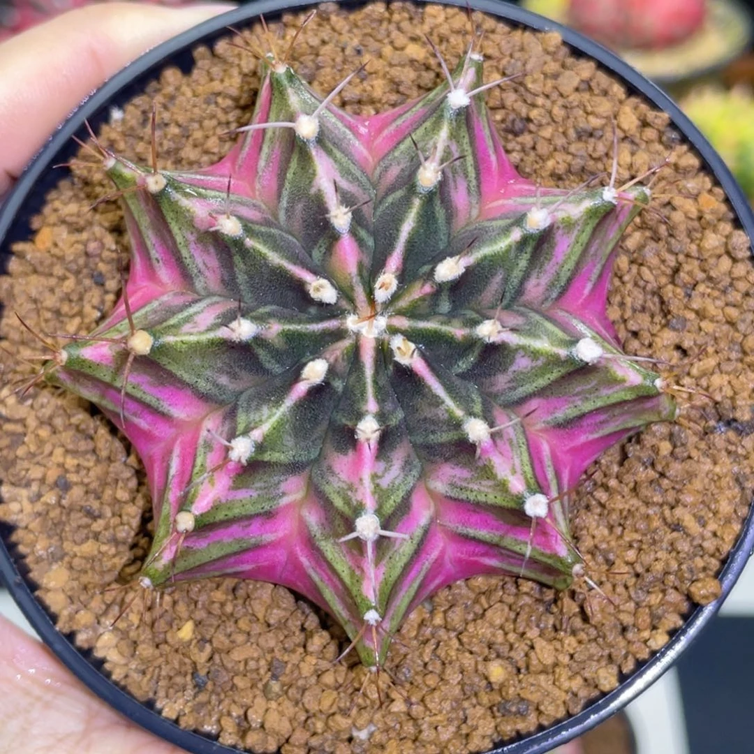 实生 玫瑰粉紫哈哈