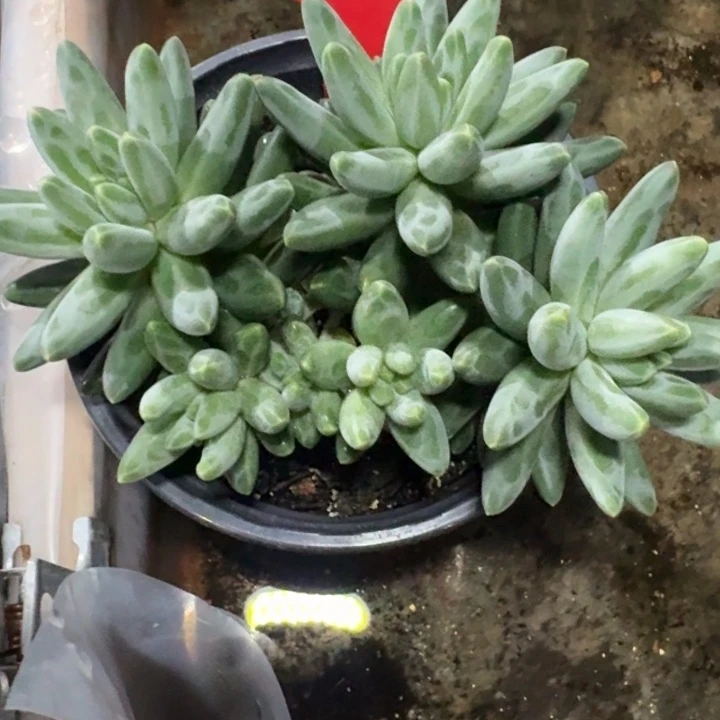 伊卡鲁斯145多肉植物