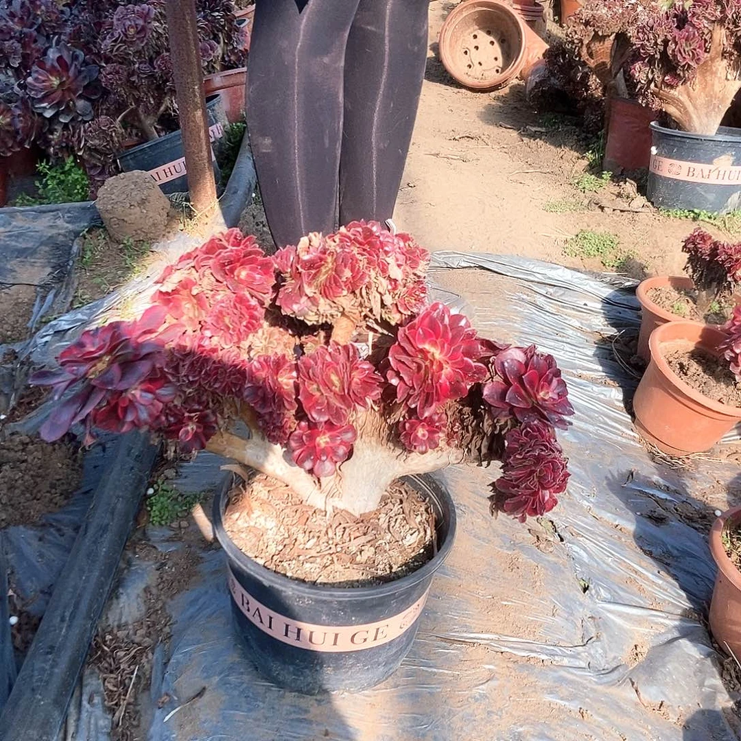 完全开放美杜莎缀化