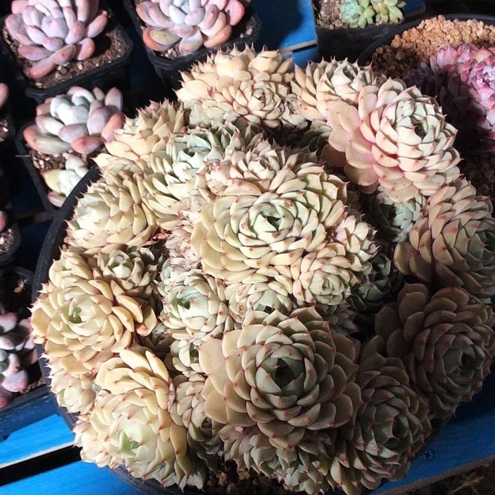 苯巴大群多肉植物