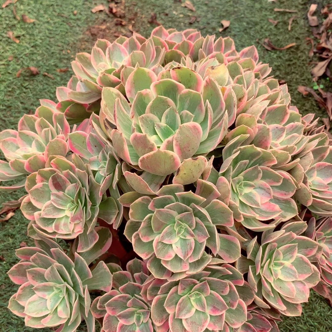 浣纱捧花，多肉植物