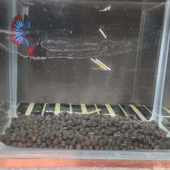 斗鱼泰国斗鱼297号