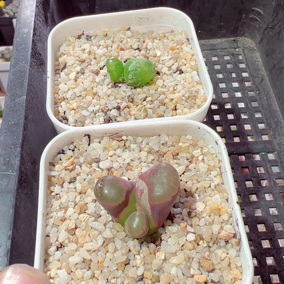 林***琦1023-739多肉多日哈默