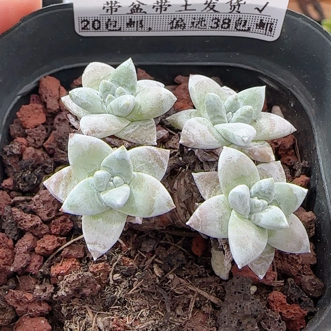 多肉0911-148白菊小老桩