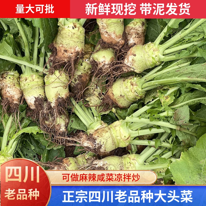 【新鲜大头菜】四川大头菜疙瘩菜下饭菜芥菜丝辣菜酱菜1/3/5/9斤