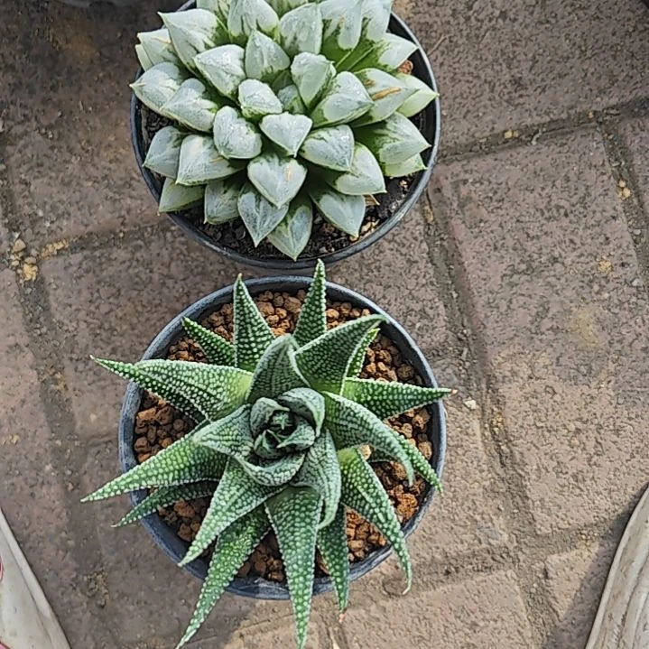 地上星，爱心寿各一颗