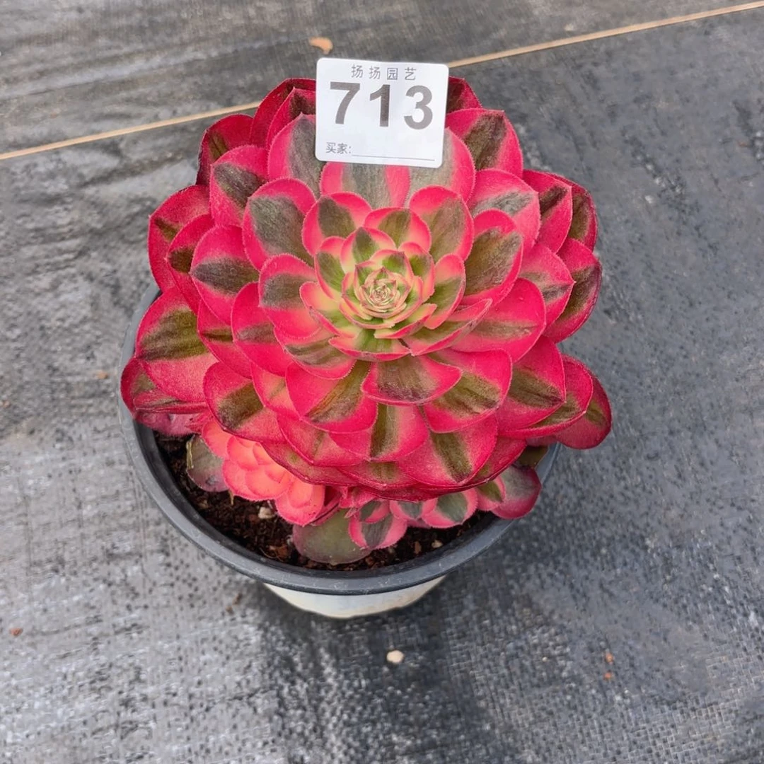 烟**阳123  713多肉法师