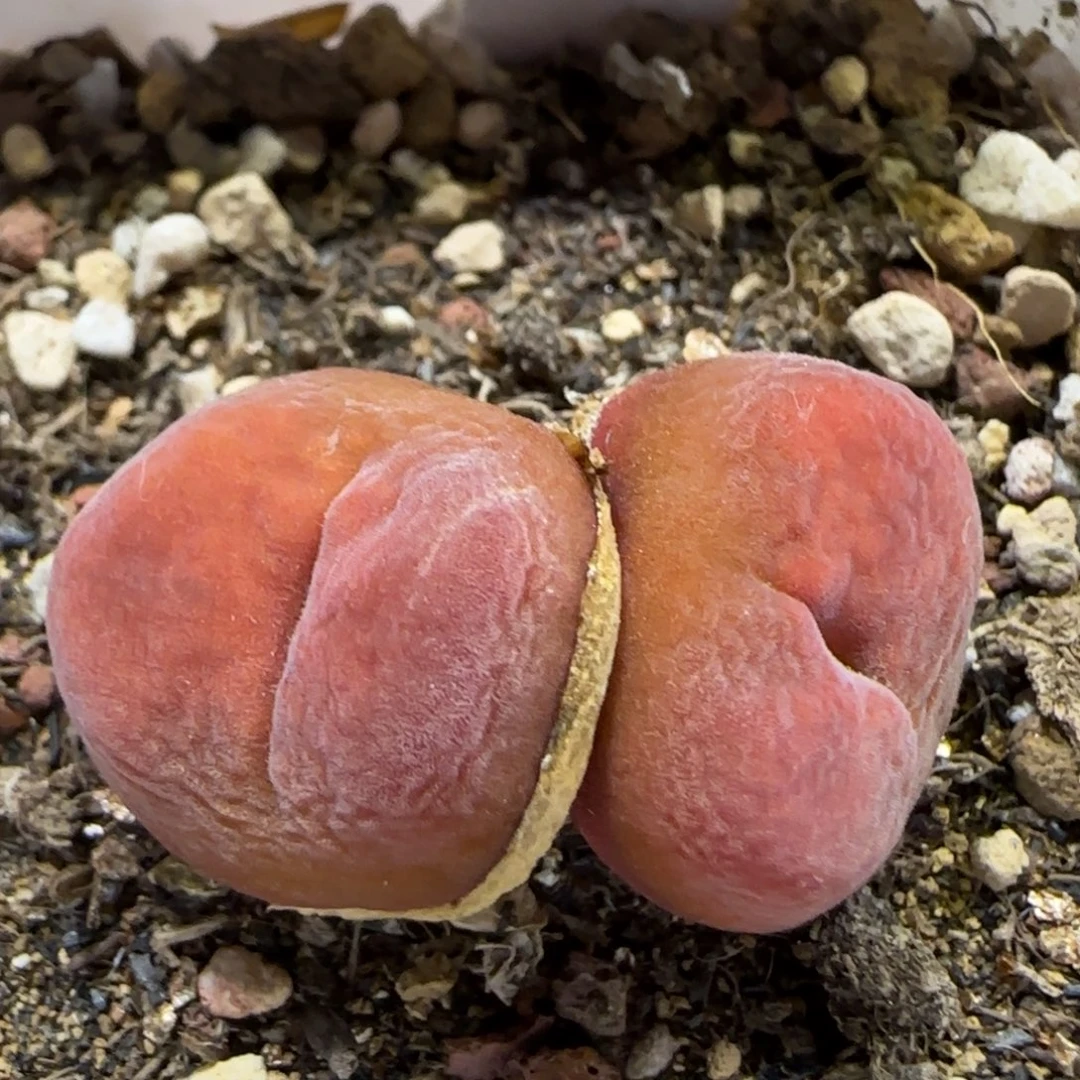 8.6。。水蜜桃。。。2041