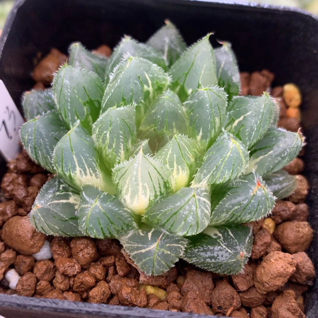 白泽毛玉露锦，带盆一起