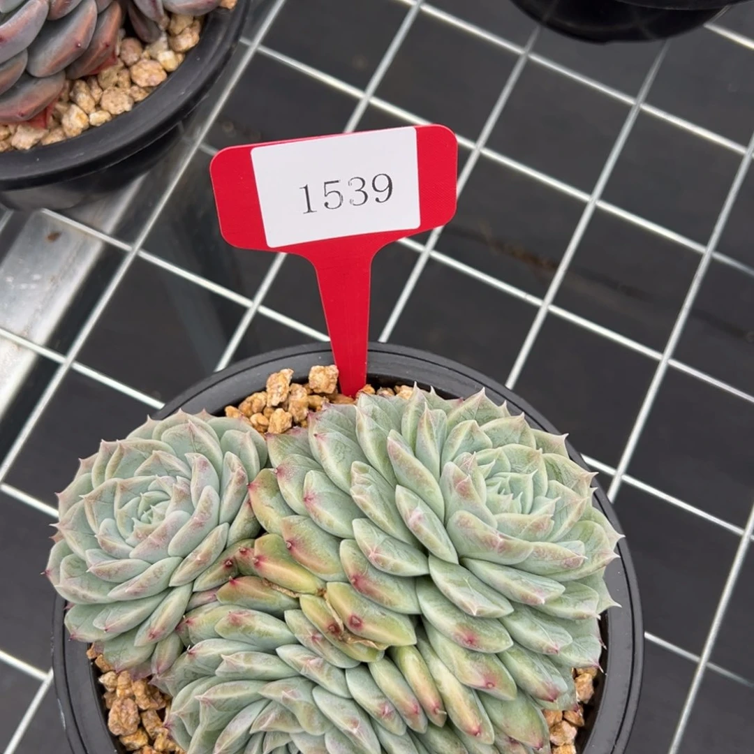 可***头1539肉多肉多肉多