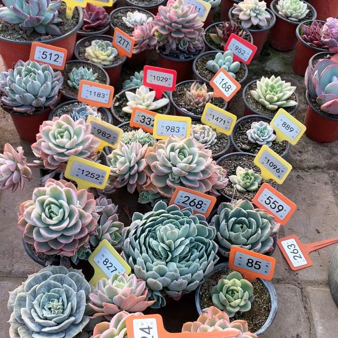 【闪购商品】心*324两颗一组