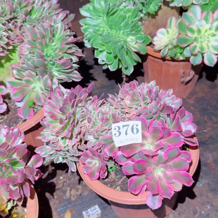 376粉女郎缀化多肉植物满28包邮