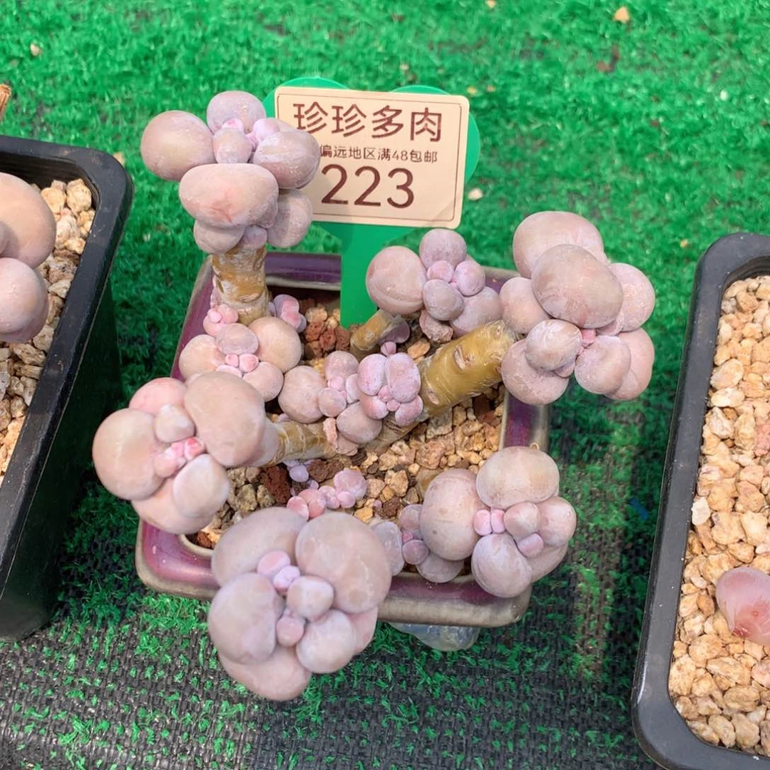 青**草烟美人老桩无砍223