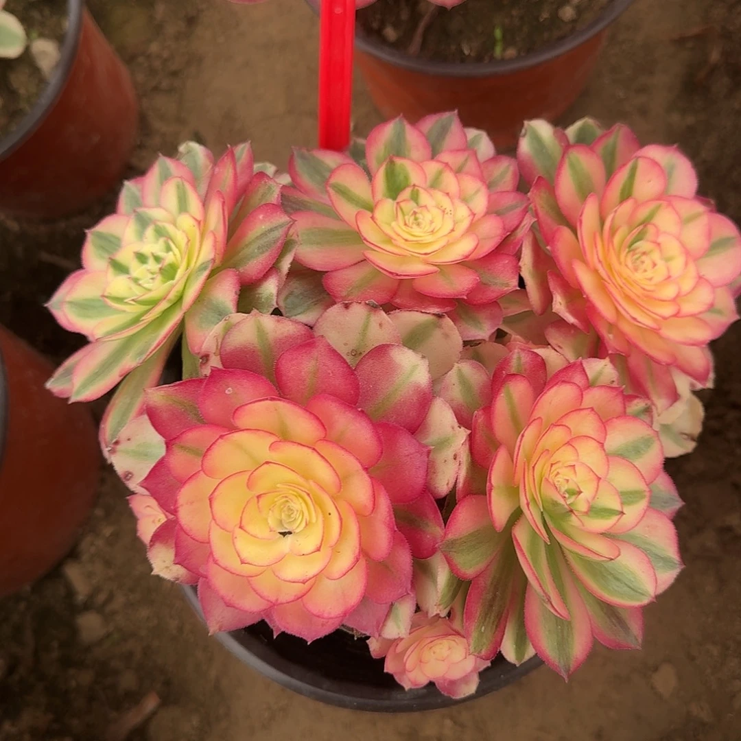 4526倾城多肉法师