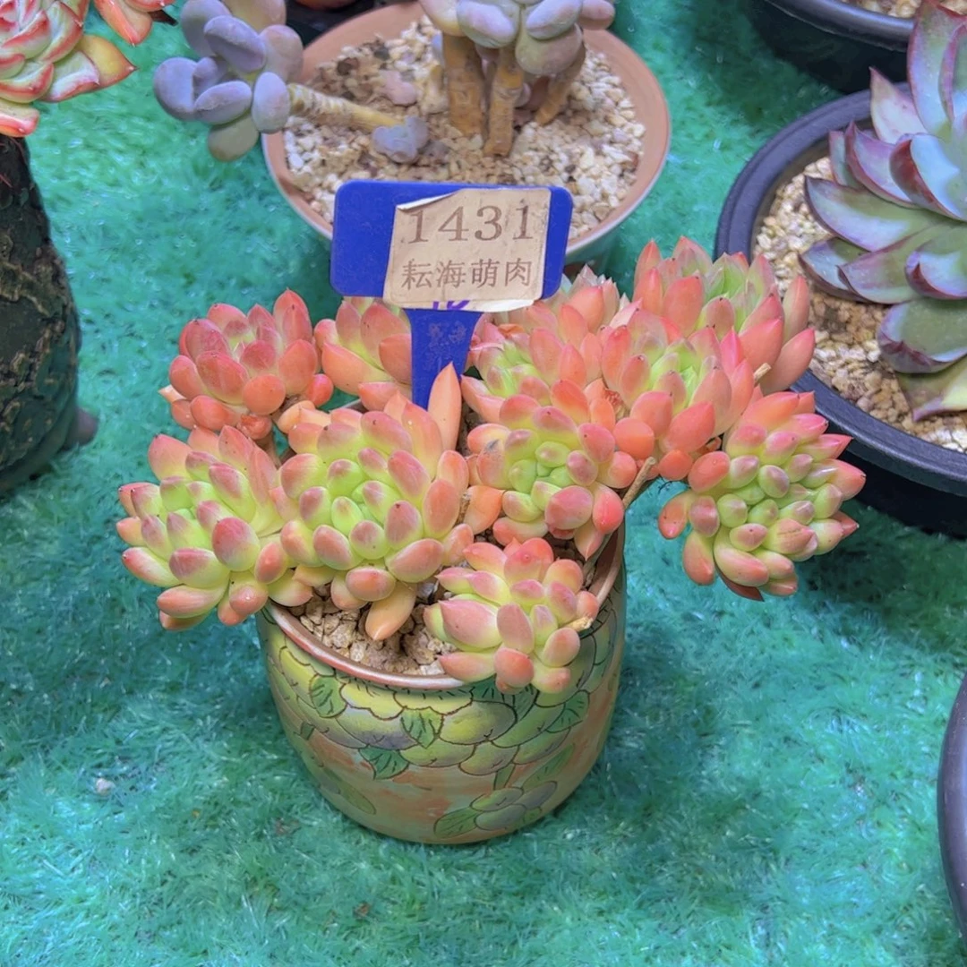 x***z冰心公主1431多肉植物寄养