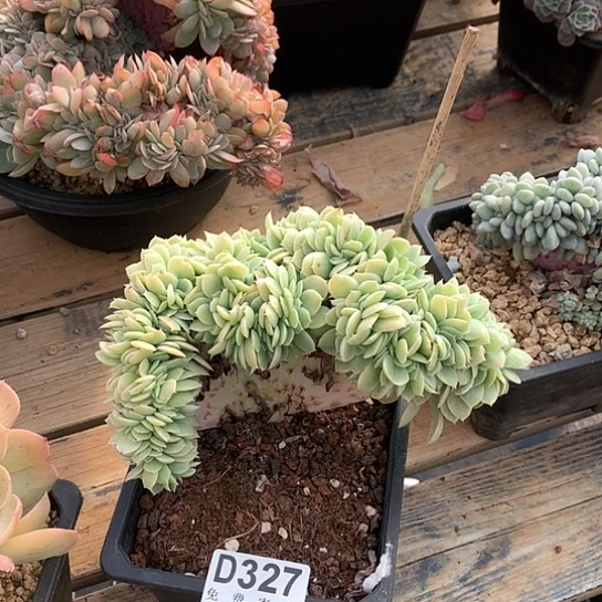 小白龙锦缀327 亏本处理退款拉黑7-8天发货