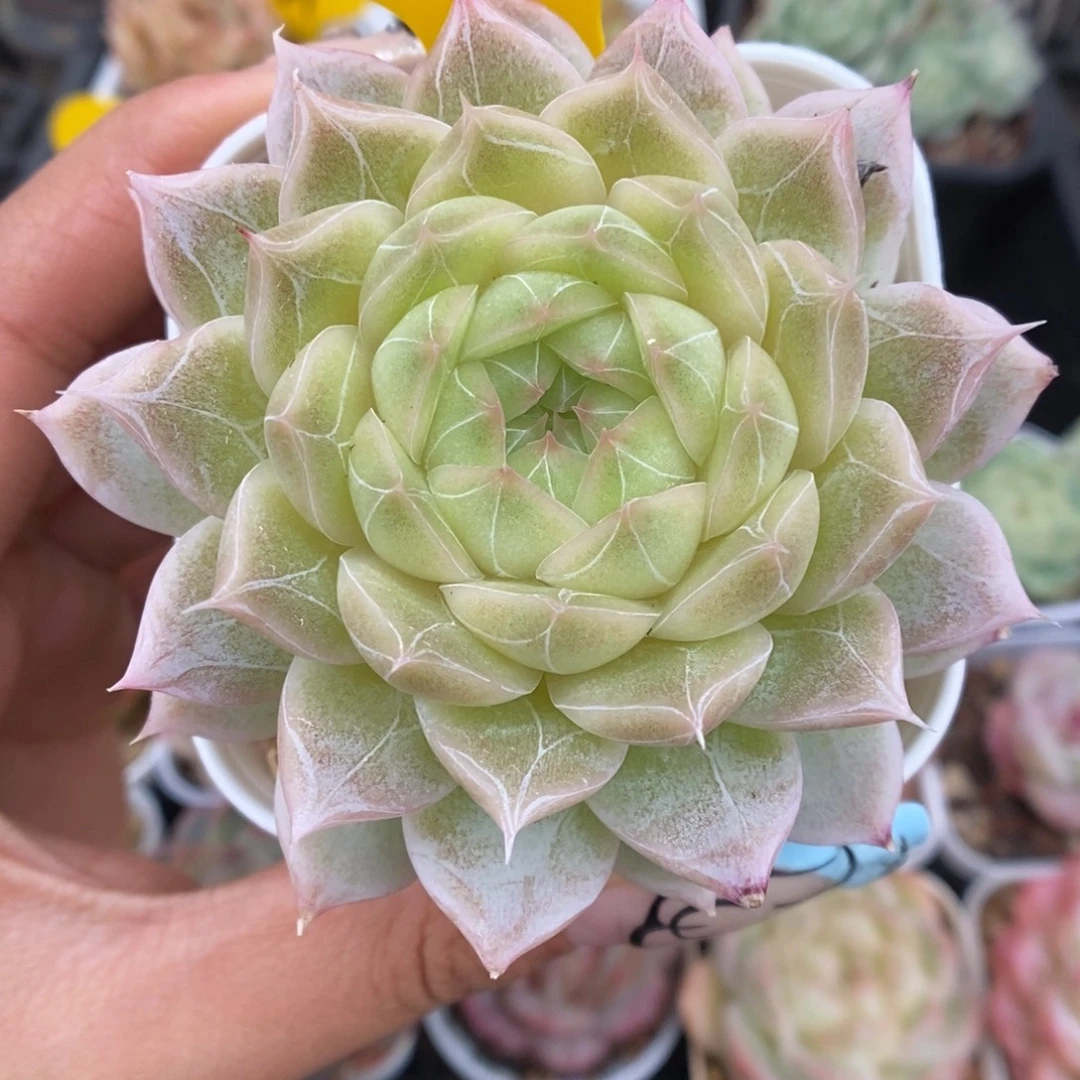 叠叶暗纹麦秆可拍425号