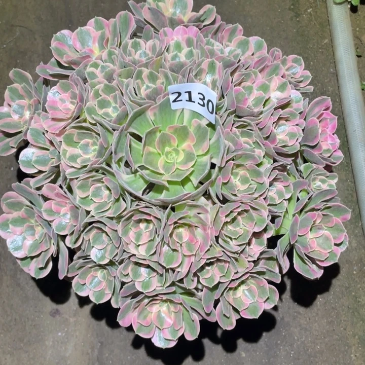 粉女郎2130号多肉植物
