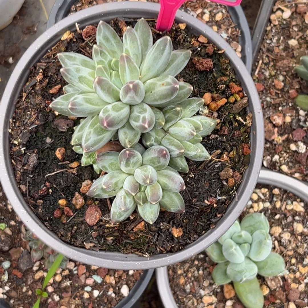 小***小多肉植物申公豹232