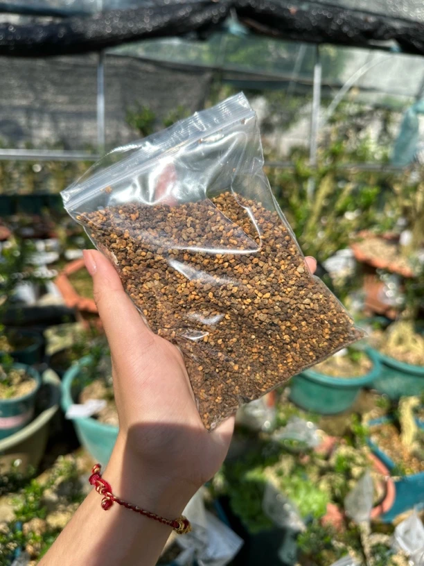 凤米黄杨种植土壤（不下单凤米不能单拍）200-250克之间