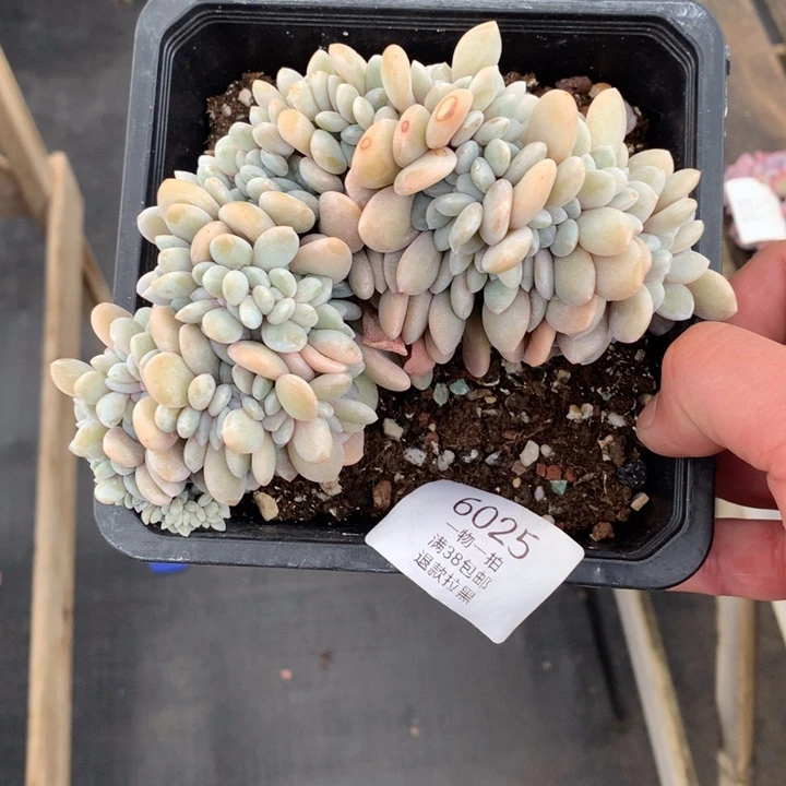 6025粉兔缀化一物一拍