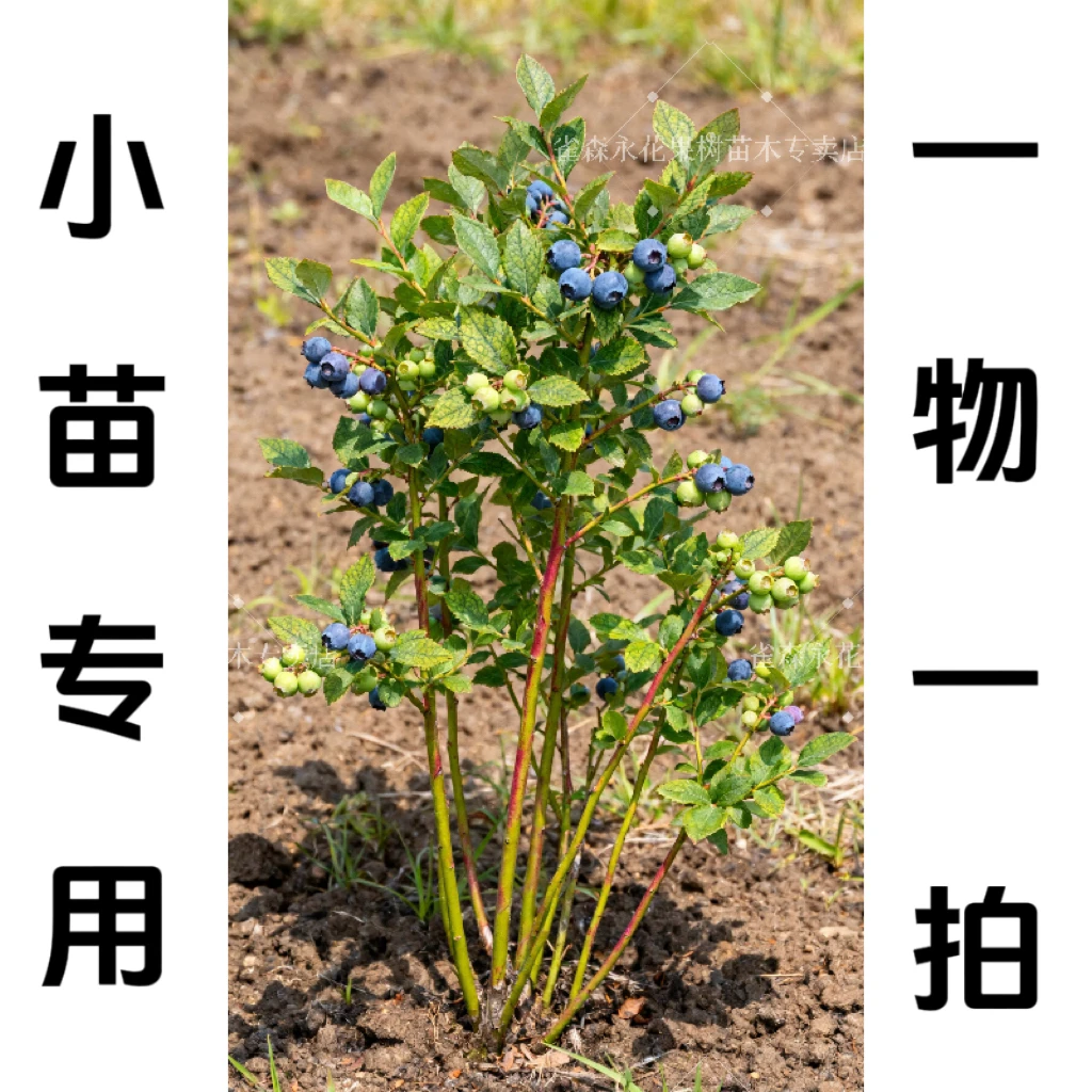 一物一拍专用 小号蓝莓树苗f6南北方四季可种适合阳台庭院种植L25