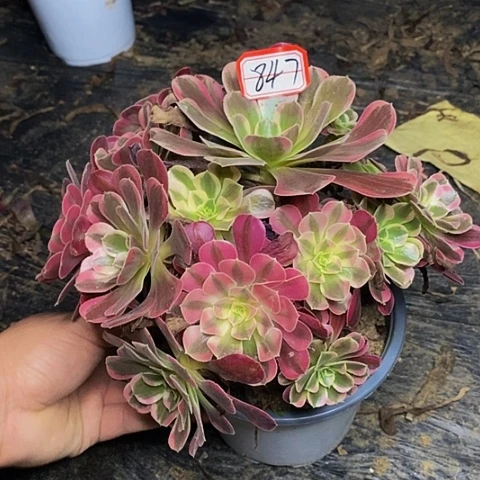 爱***花美杜莎老桩捧花847号