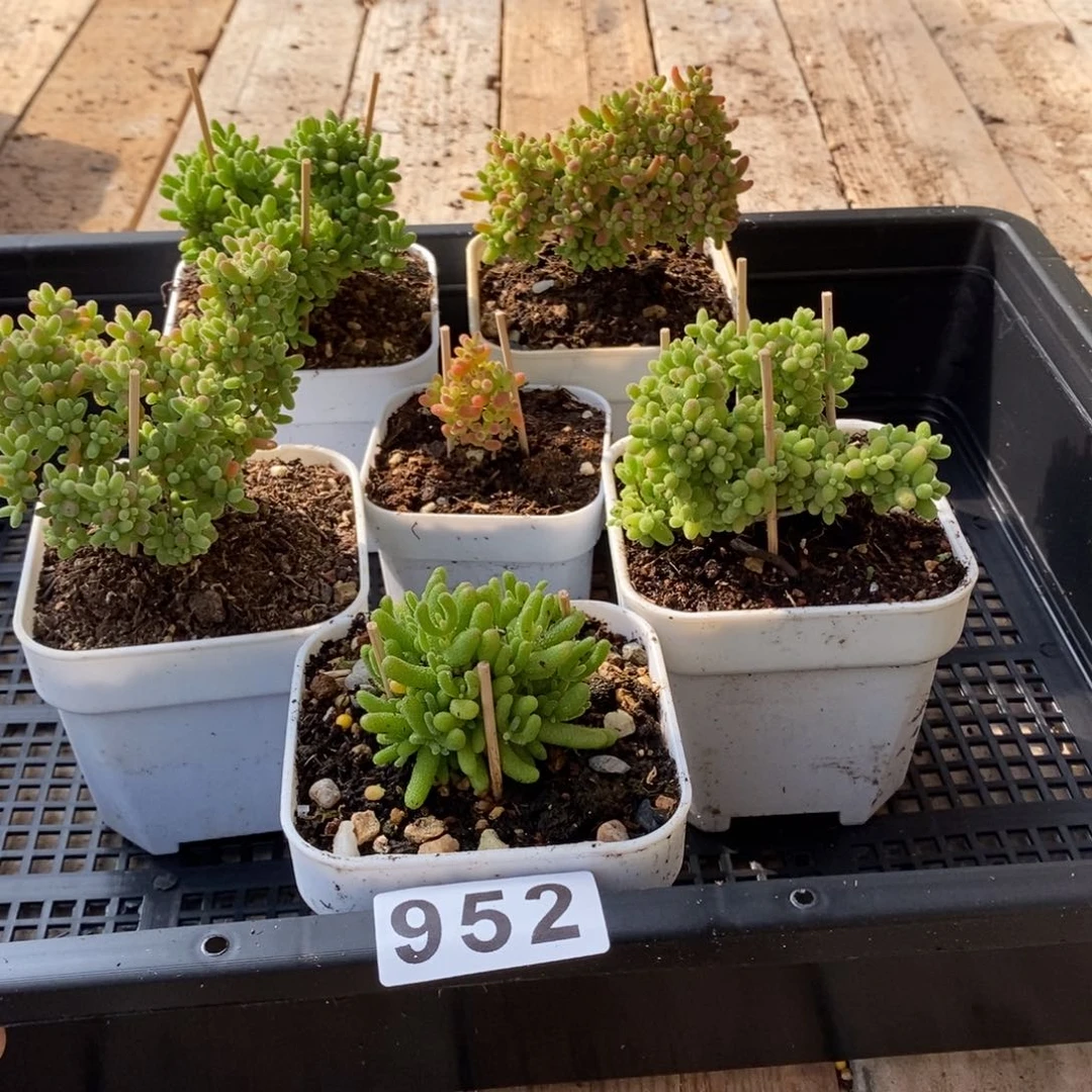 枝干番杏多肉植物952