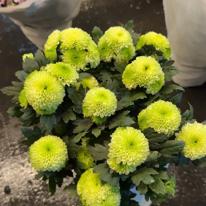 绿色布鲁洛小菊盆栽