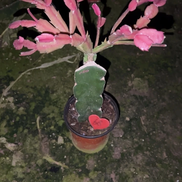 万***意当前无花栽培后可以开花040  68