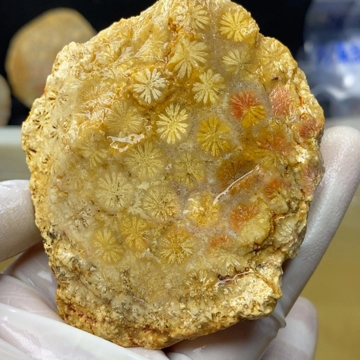 【闪购商品】未镶嵌珊瑚玉硅化玉