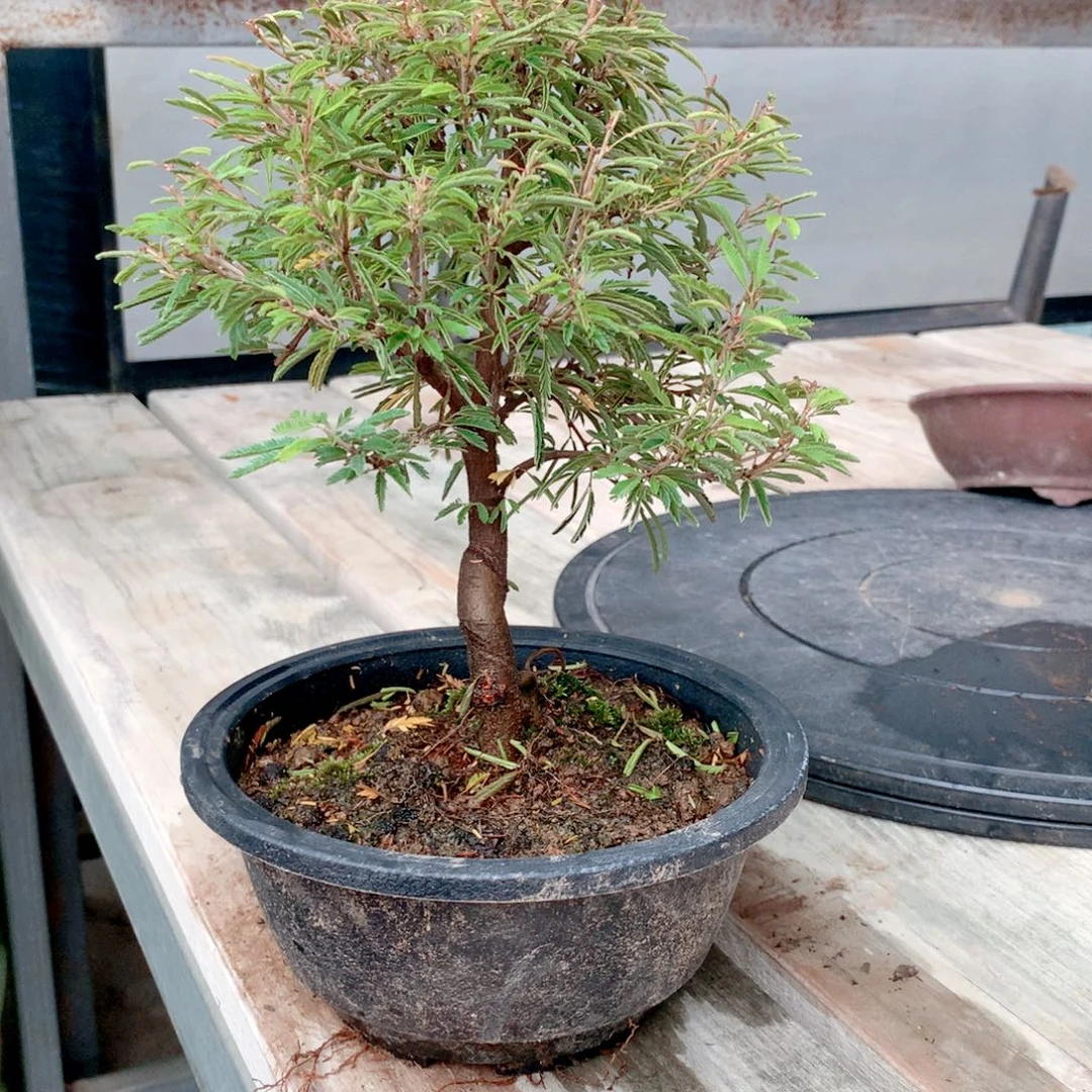 当前无花栽培后可以开花姬合欢一盆