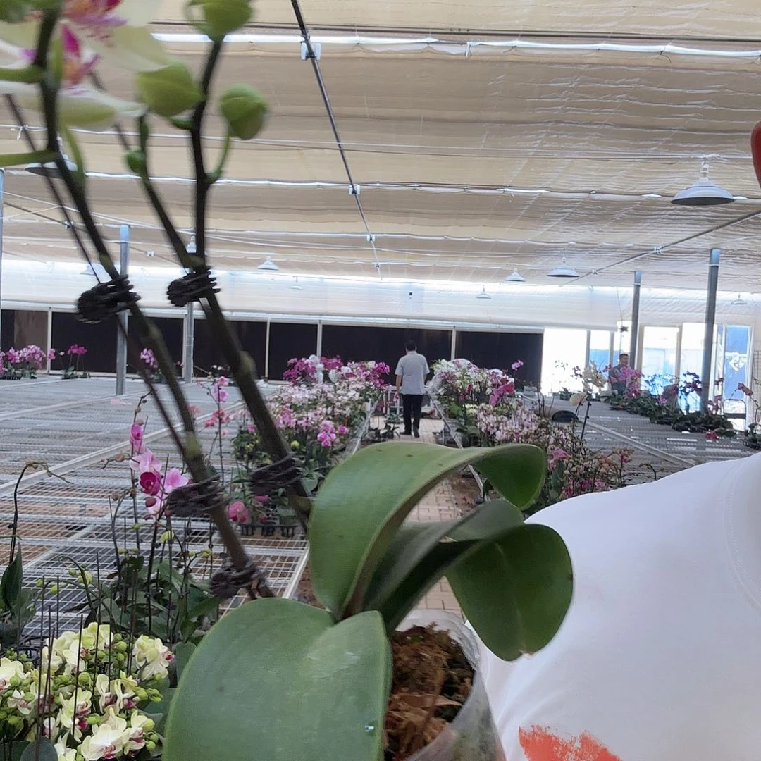 全部花苞绿熊11111