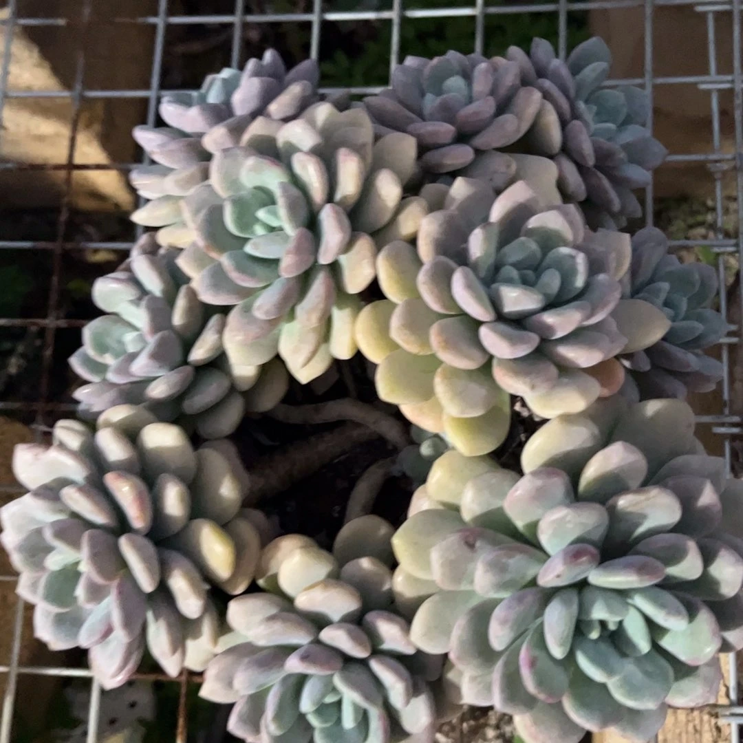新疆西藏内蒙不包邮，花瓣鹿