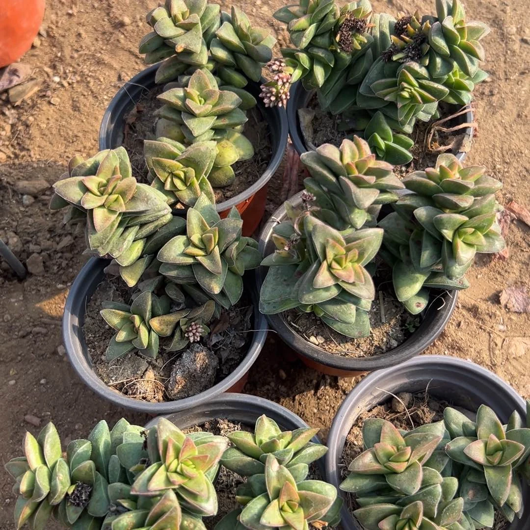 多肉植物六盆神童