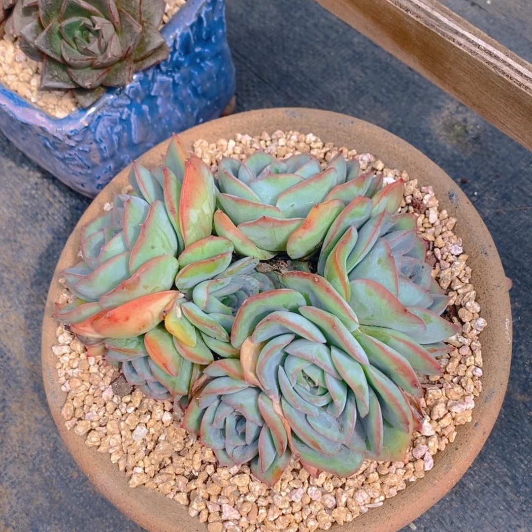 ****？多肉植物肉肉植物