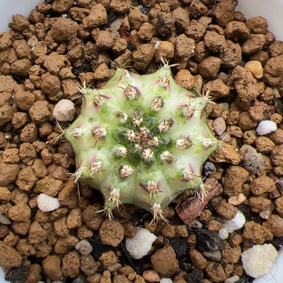 当前无花朵，栽培后可花朵