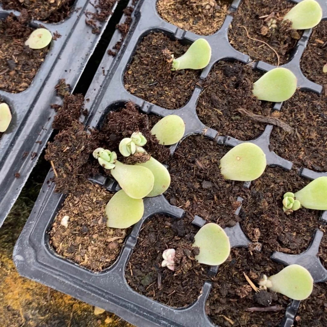 穴盘熔晶芽苗2颗多肉