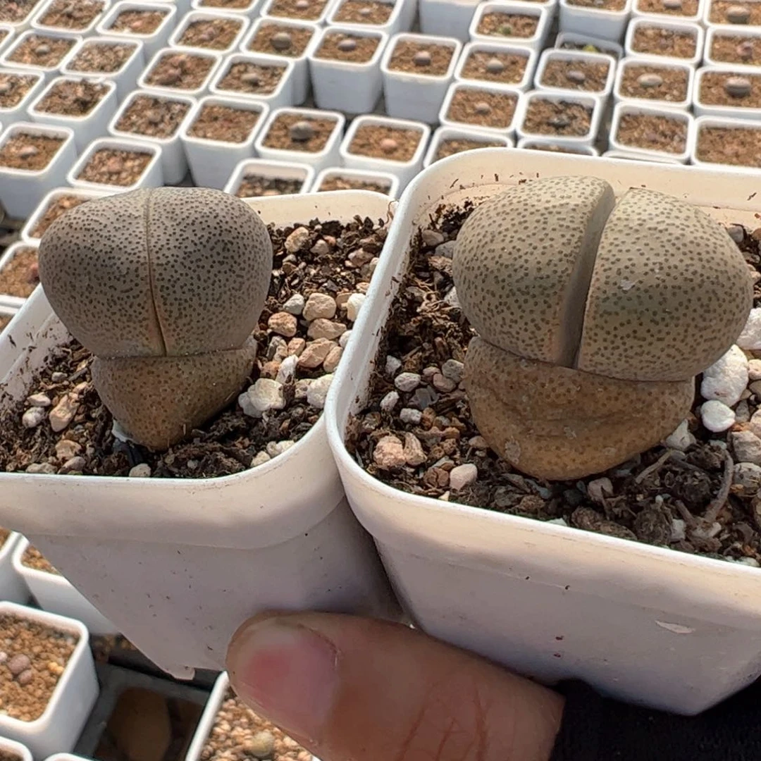 头****糖多肉植物百科50号