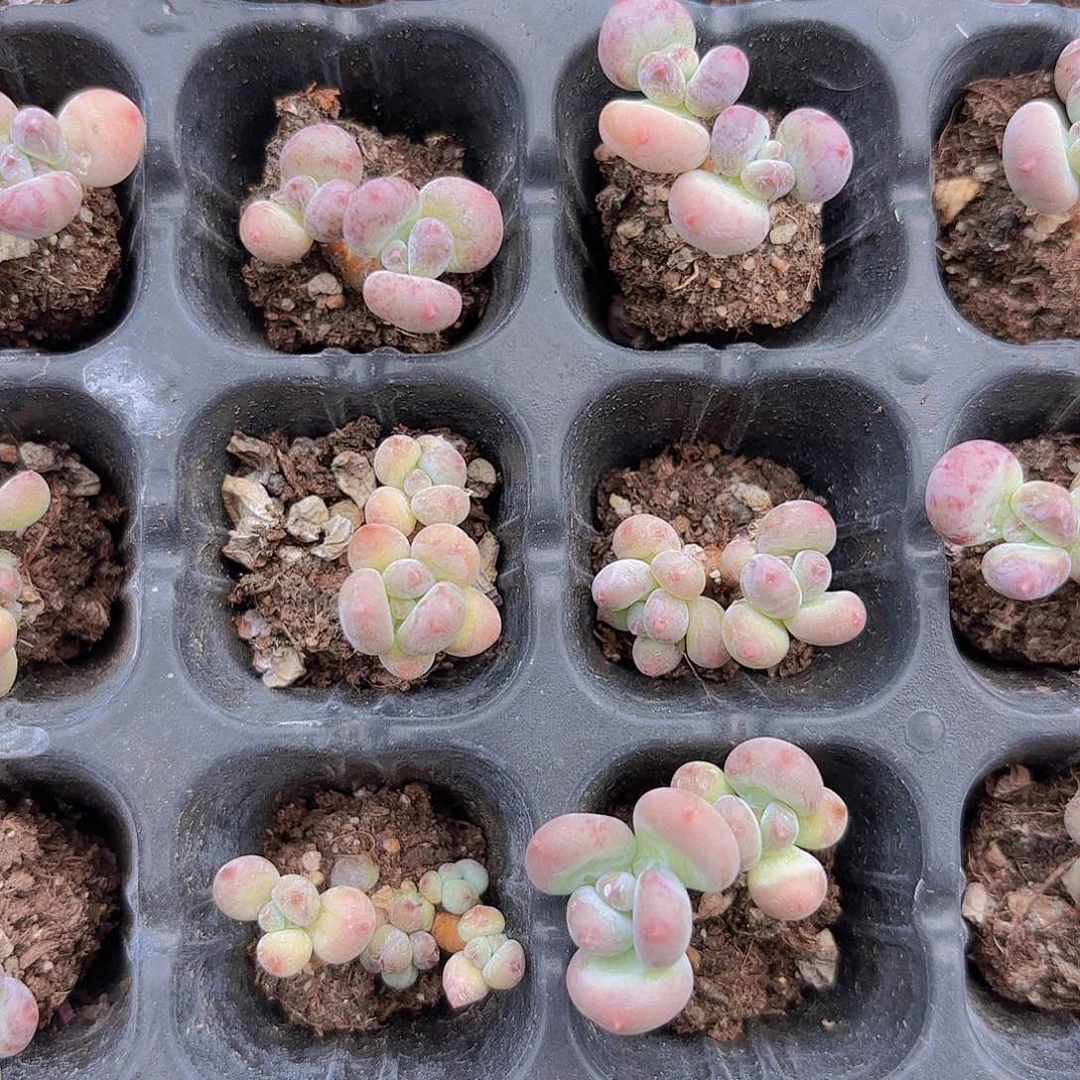 萤火虫奶酪两颗一组量拍