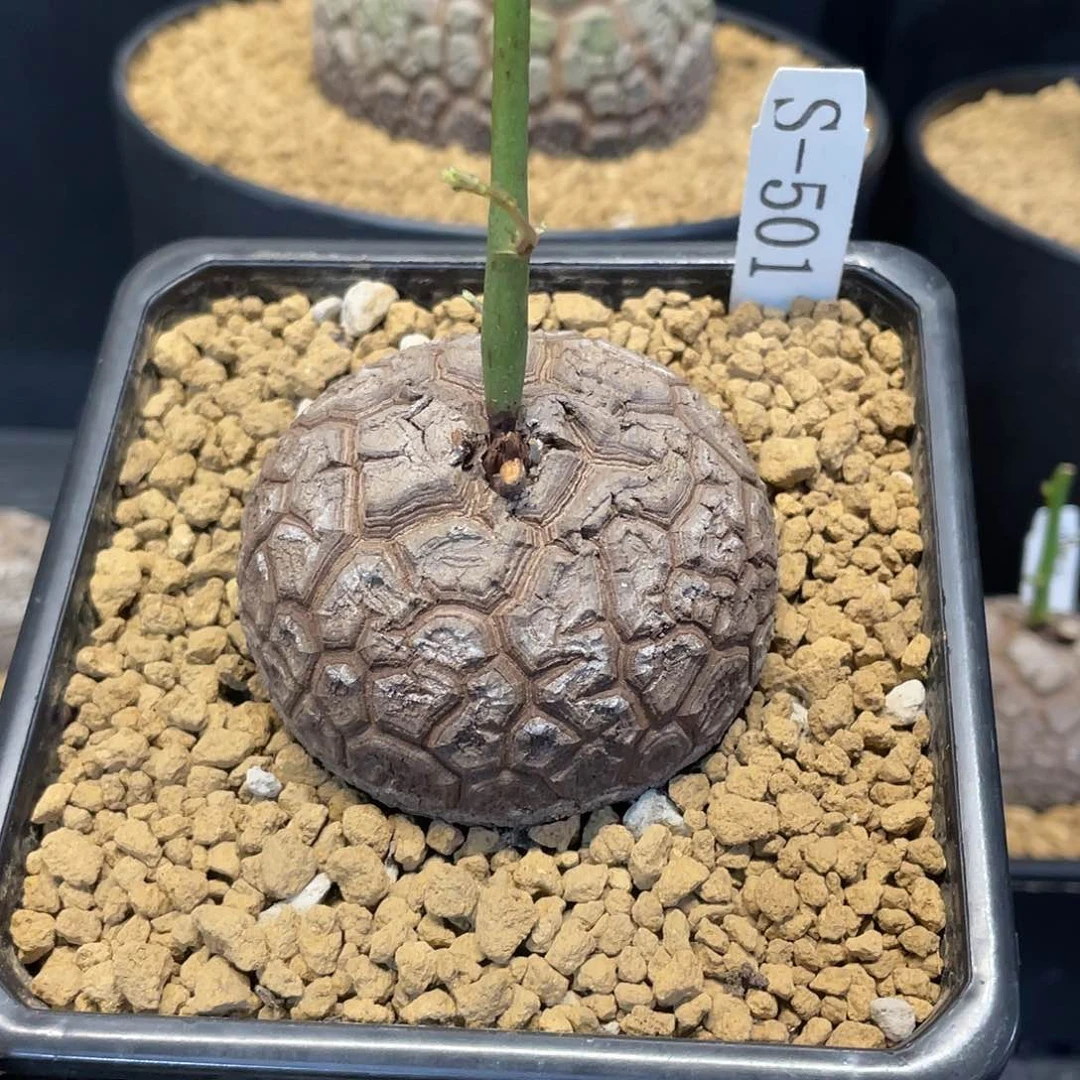 501号龟甲龙6.5公分