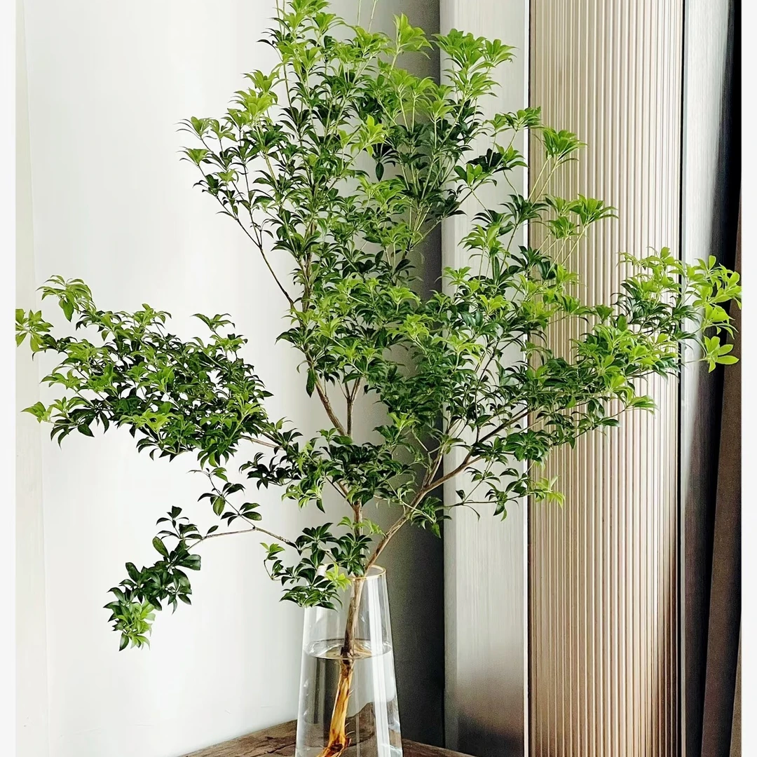 【香羿鲜花】马醉木/全场任意两单及以上包邮