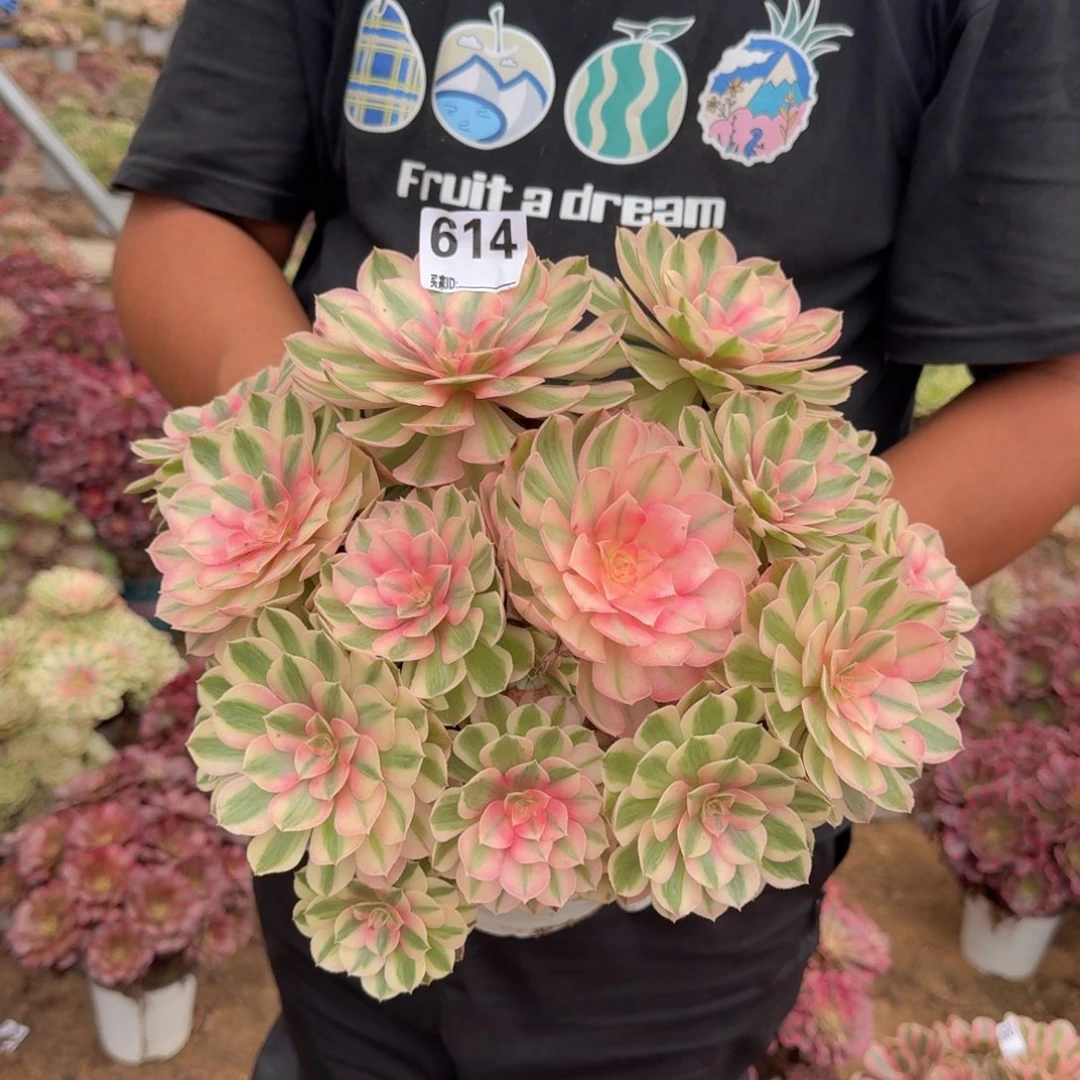 614倾城多肉植物