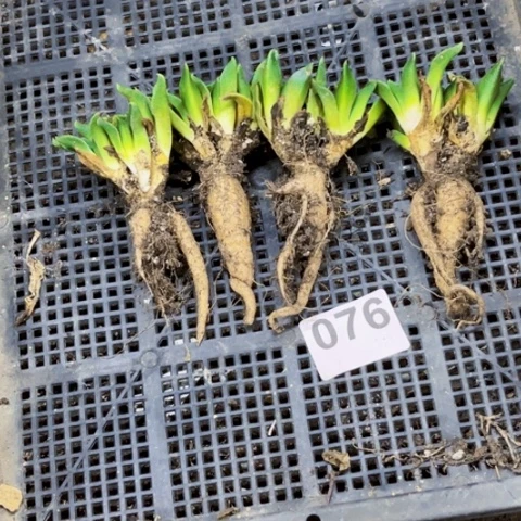 076美人鱼一物一图如图