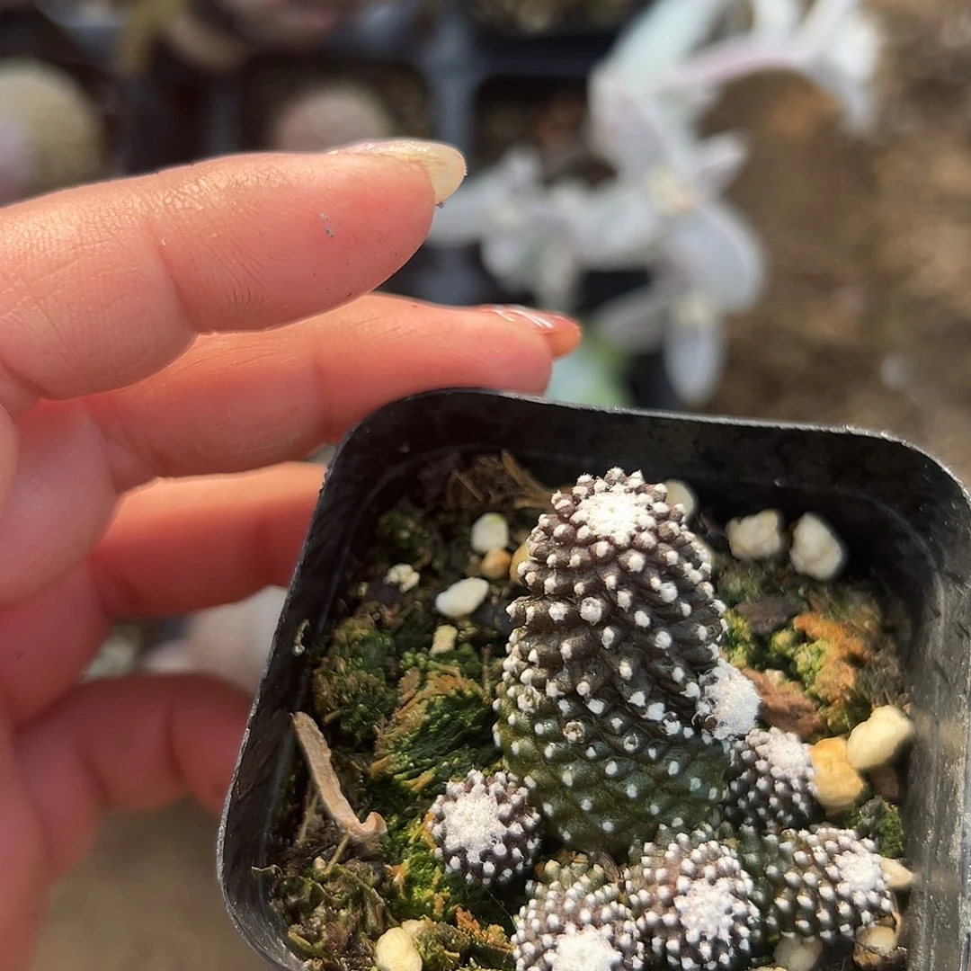 多肉植物多肉植物