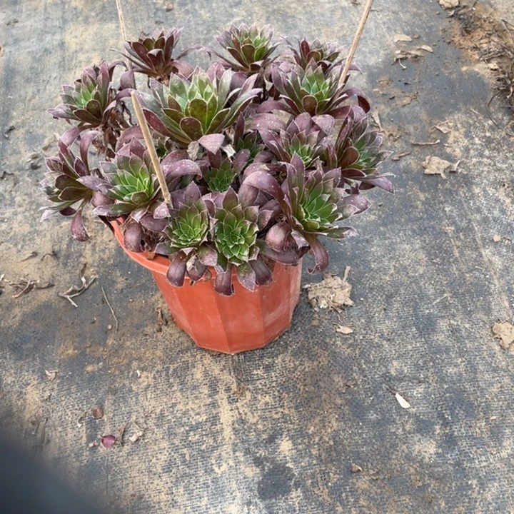 73孔雀多肉多肉多肉多肉植物